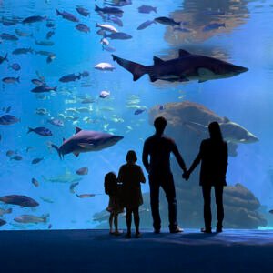 Excursión Palma Aquarium Mallorca