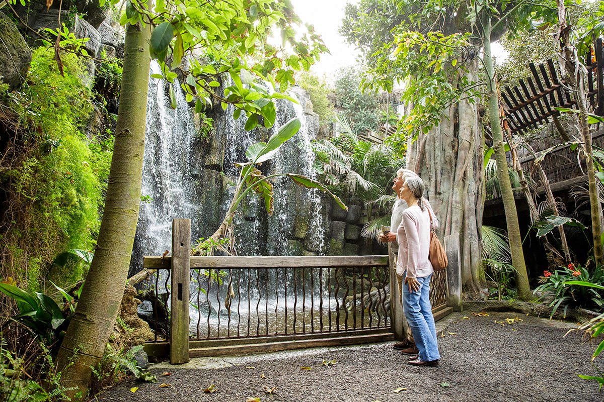 Senior - Jungla