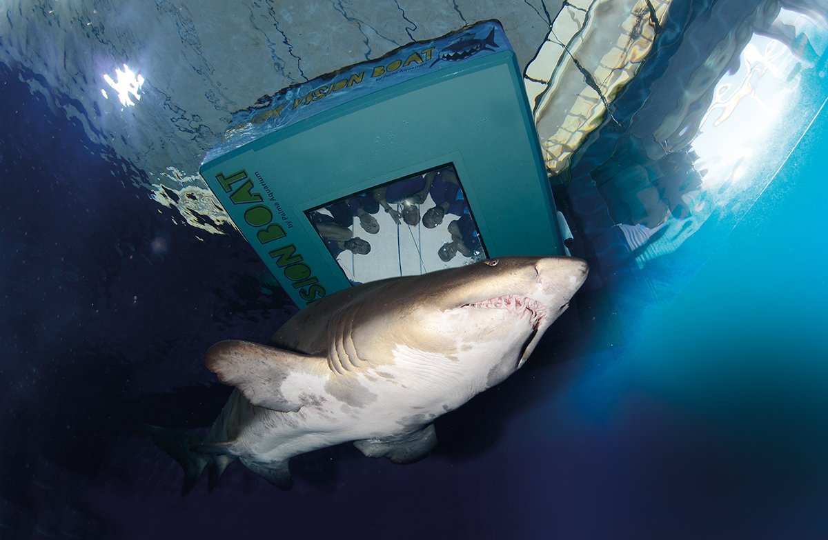 Shark Vision Booat 1